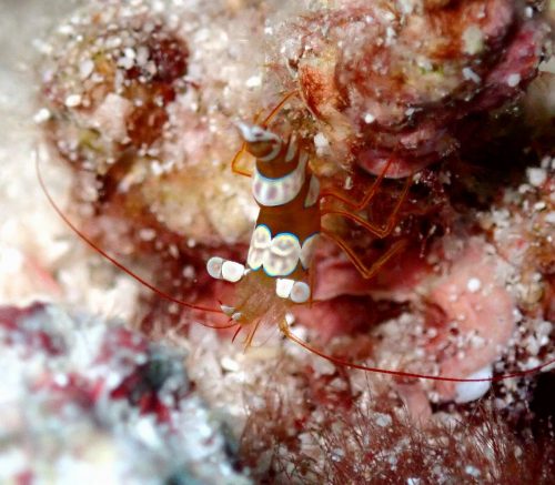 イソギンチャクモエビ