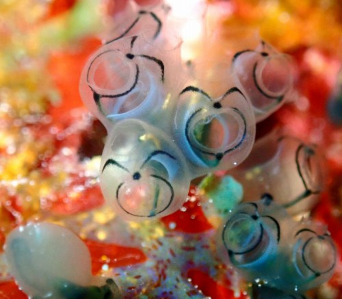 ミドリトウメイボヤ