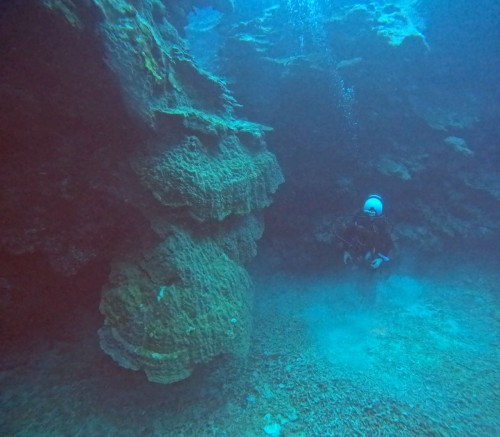 変わったサンゴ