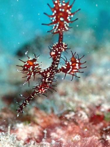 ニシキフウライウオ