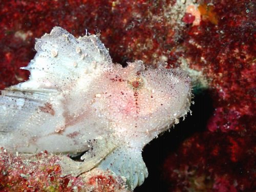 ハダカハオコゼ