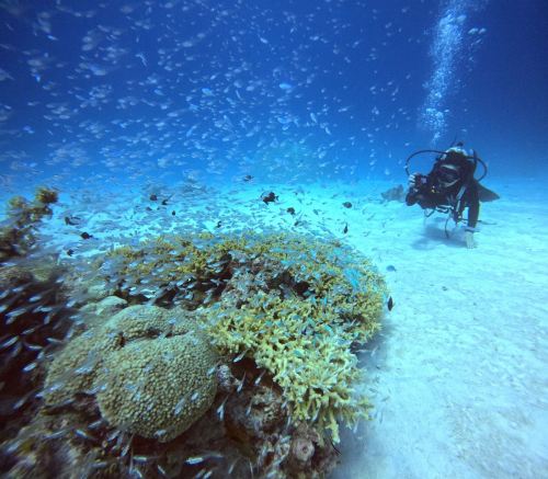 デバスズメダイ