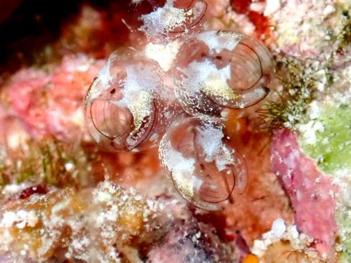 名称不詳のホヤ