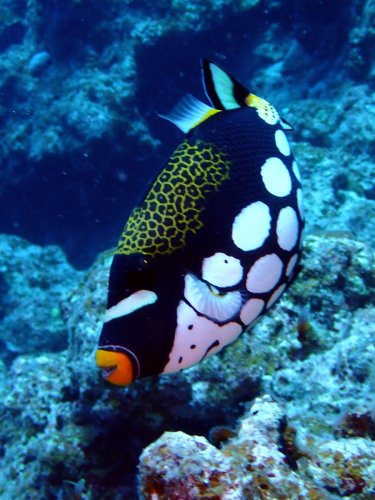 モンガラカワハギ