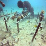 <span class="title">石垣島のサンゴ養殖！サンゴの移植とメンテナンスで作業ダイビング！</span>