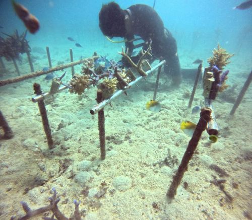養殖サンゴのメンテナンス