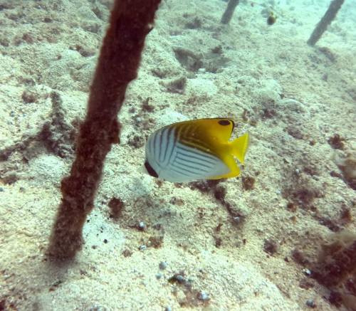トゲチョウチョウウオ