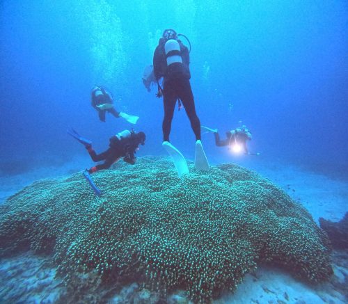 コモンシコロサンゴ