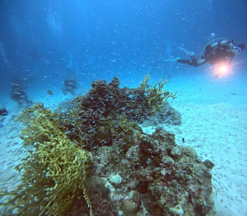 スカシテンジクダイ