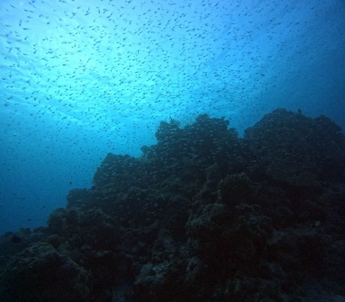 スカシテンジクダイ