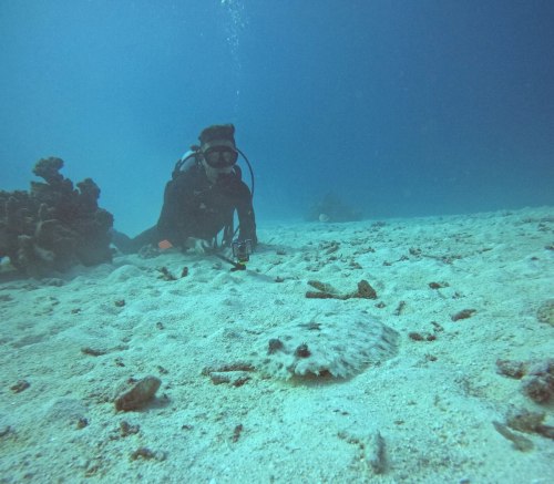 モンダルマガレイ