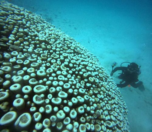 コモンシコロサンゴ