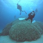 <span class="title">オーシャントライブ in 石垣島！ギンガメ・ツムブリ・イソマグロ・激熱ダイビング！</span>