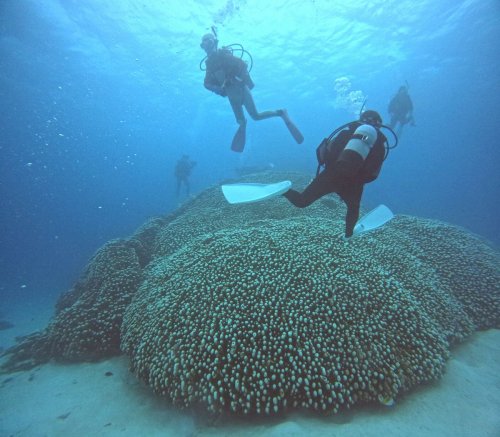 コモンシコロサンゴ