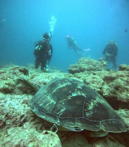 ファンダイビング1