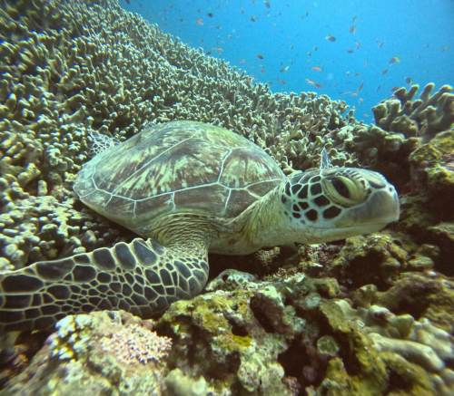 アオウミガメ