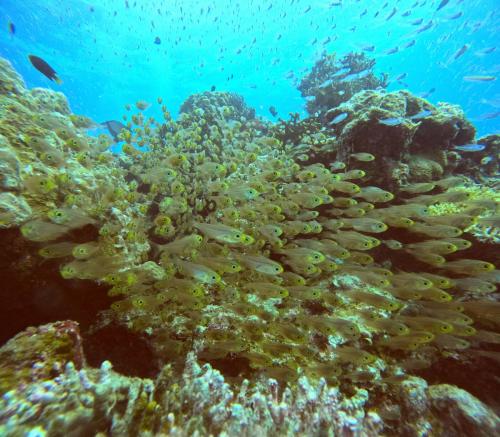 ファンダイビング4