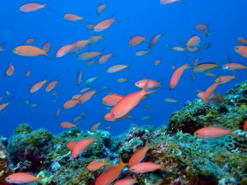 アカネハナゴイ