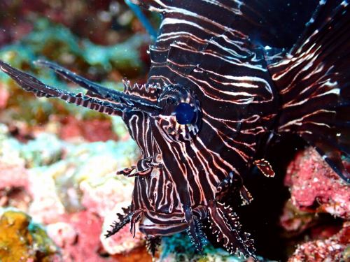 ハナミノカサゴ