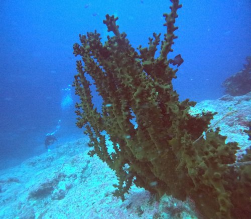 ナンヨウキサンゴ