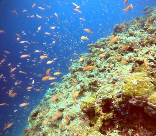 アカネハナゴイ