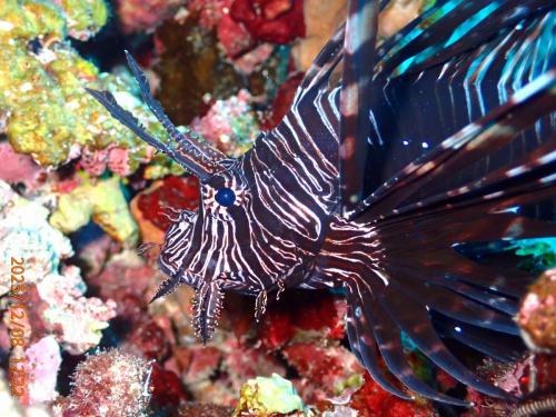 ハナミノカサゴ