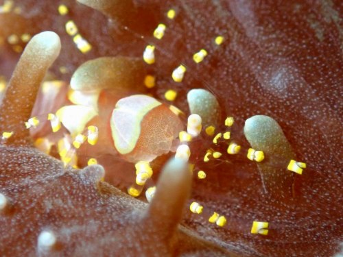 イソギンチャクモドキカクレエビ