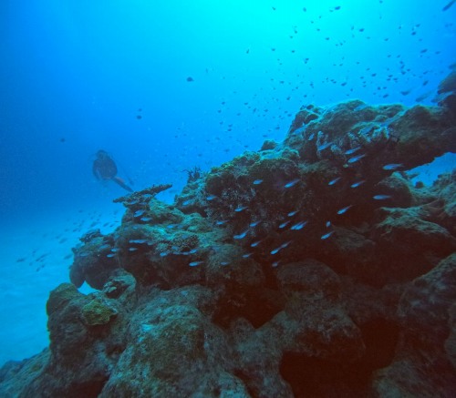 ファンダイビング