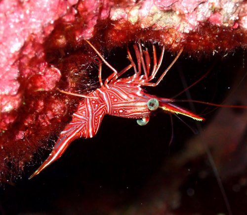 スザクサラサエビ