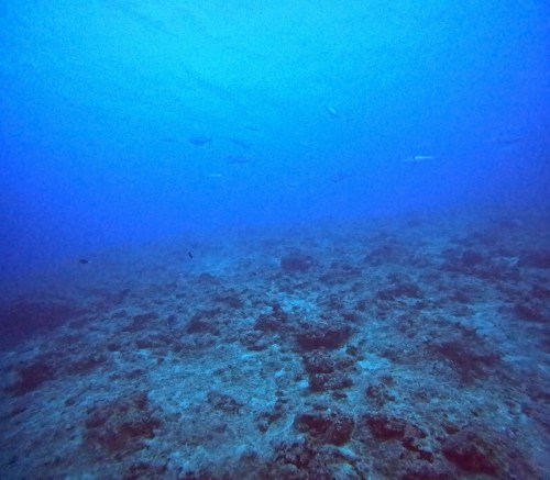 ファンダイビング2