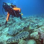 <span class="title">優しい陽射しの石垣島！少人数制ダイビングでイソマグロ大当たり！</span>