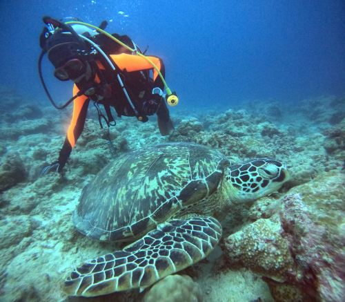 ファンダイビング3