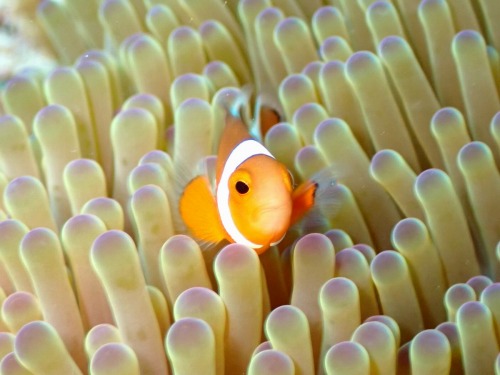 カクレクマノミ