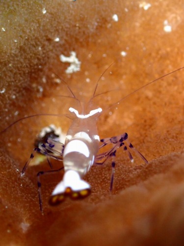 イソギンチャクエビ