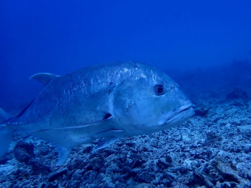ジャイアントトレバリー