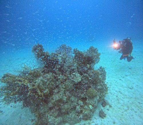 ファンダイビング