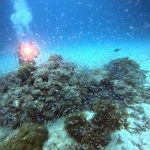 <span class="title">極寒の石垣島！マダラトビエイにイソマグロと大物三昧ダイビングで海は激熱！</span>