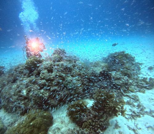 スカシテンジクダイ