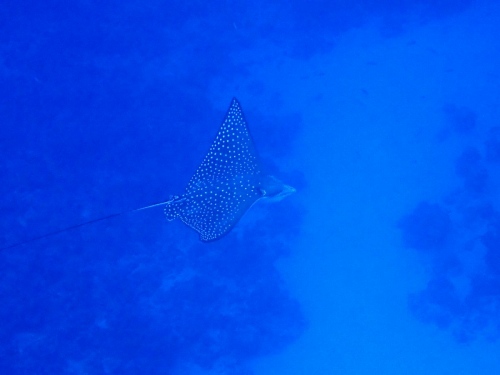 マダラトビエイ