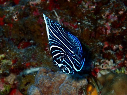 タテジマキンチャクダイ