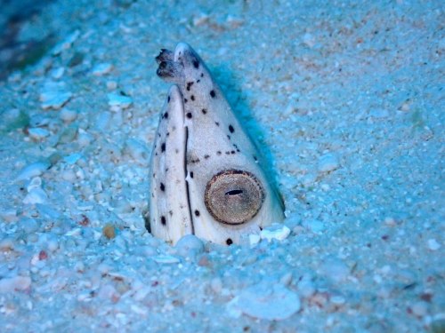 ミナミホタテウミヘビ