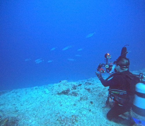 ファンダイビング1