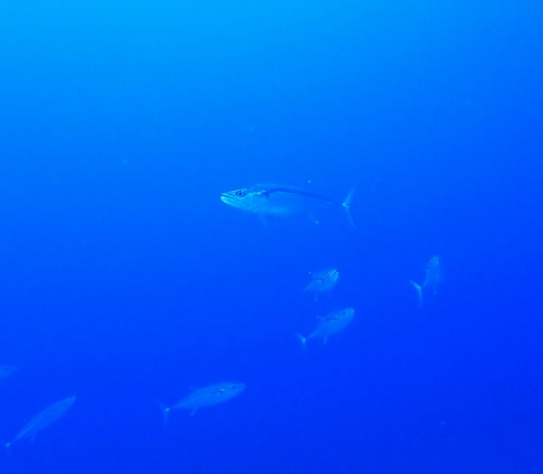 ファンダイビング2