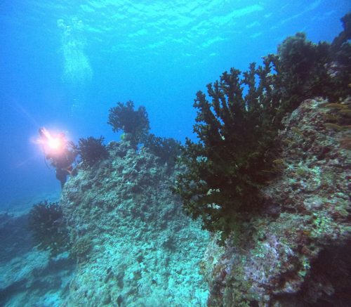 ナンヨウキサンゴ