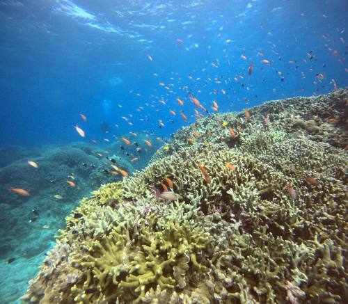 アカネハナゴイ