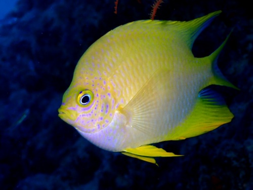 ヤマブキスズメダイ