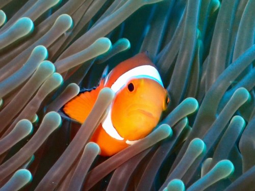 カクレクマノミ