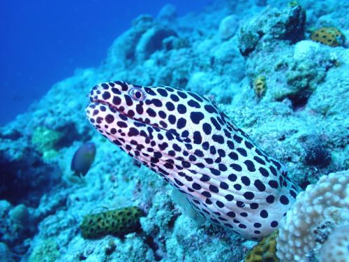 ニセゴイシウツボ