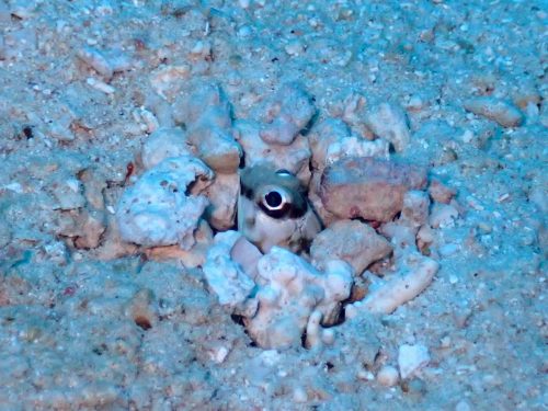 リングアイジョーフィッシュ