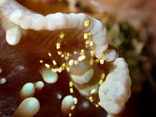 イソギンチャクモドキカクレエビ